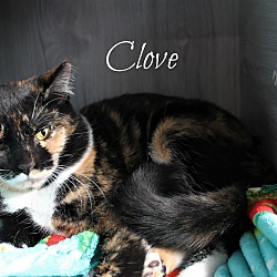 Thumbnail photo of Clove #2