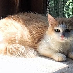 Photo of Genevieve - Barn Cat