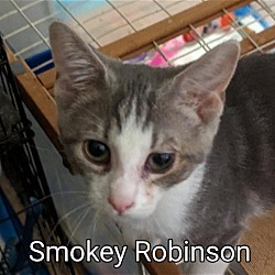 Thumbnail photo of Smokie Robinson #1