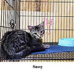 Thumbnail photo of Sassy #1