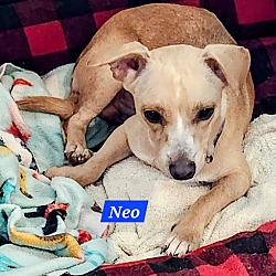 Thumbnail photo of Neo #1