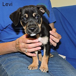Thumbnail photo of Levi #3