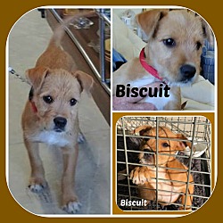 Photo of BISCUIT