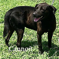 Thumbnail photo of Cannon #2