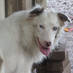 are white border collie deaf