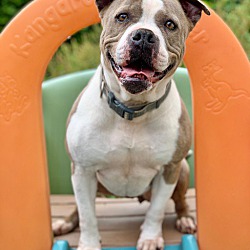 Photo of Stella (Brindle Pit Mix)