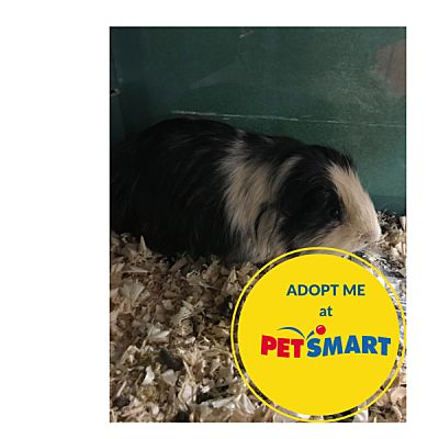 are guinea pigs as smart as dogs