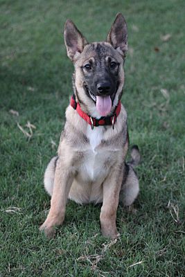 Mesa, Az - German Shepherd Dog. Meet Riggs A Pet For Adoption 