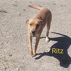 Thumbnail photo of Ritz #3