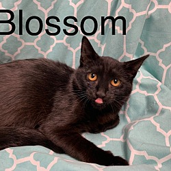 Thumbnail photo of Blossom #1