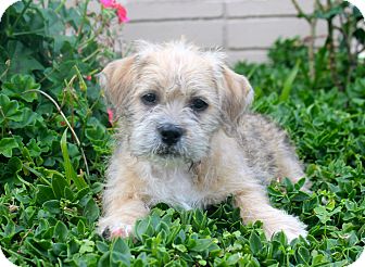 australian shepherd puppies for sale los angeles donner adopted puppy los angeles ca shih tzu pit bull australian shepherd puppies for sale los angeles donner adopted puppy los angeles ca shih tzu pit bull