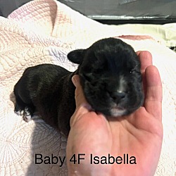 Photo of Isabella - Permanent Foster - Prudence Puppy