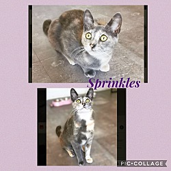 Photo of Sprinkles