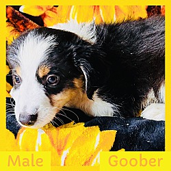 Photo of Goober