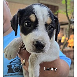 Thumbnail photo of Melanie's 7 Lenny #1