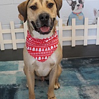 adopt a pet
