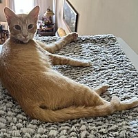 adopt a pet