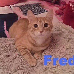 Thumbnail photo of Fred - Adopted December 2016 #4