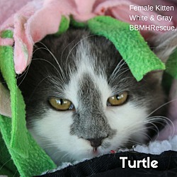 Thumbnail photo of Turtle #1