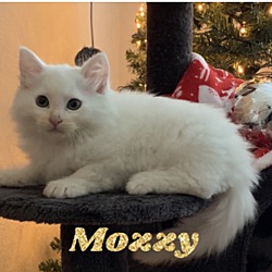 Photo of Mozzy