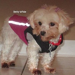 Thumbnail photo of Betty White*Adopted #2