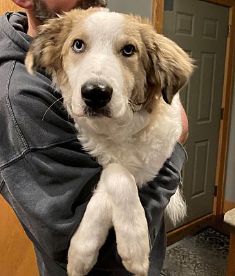 Hartford, WI - Great Pyrenees/Catahoula Leopard Dog. Meet Willow a Pet for Adoption - AdoptaPet.com