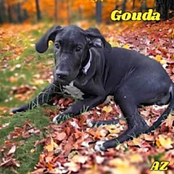 Photo of Gouda