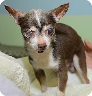 senior chihuahua for adoption