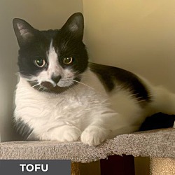 Photo of Tofu