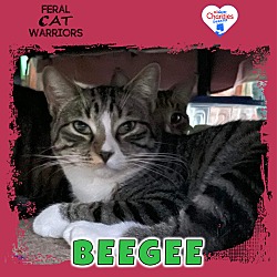 Photo of BeeGee