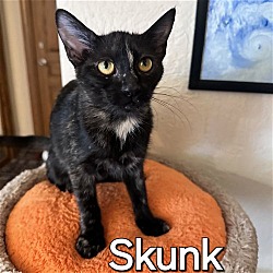 Photo of Skunk