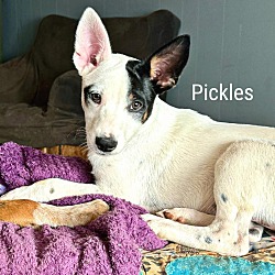 Thumbnail photo of Pickles #1