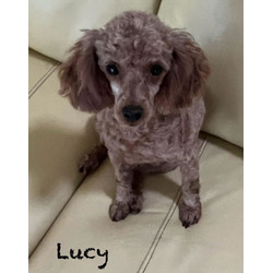 Thumbnail photo of Lucy #19 #1