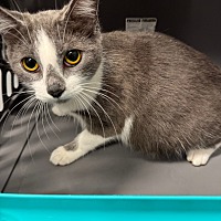 adopt a pet