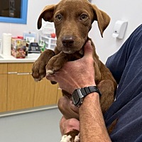 adopt a pet
