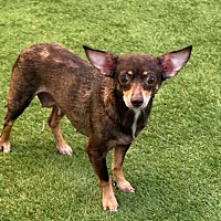 adopt-pet