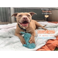 adopt a pet