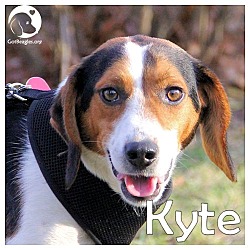Thumbnail photo of Kyte #1