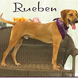 Thumbnail photo of Reuben #2