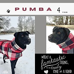 Thumbnail photo of Pumba #2