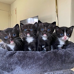 Thumbnail photo of house kittens #3