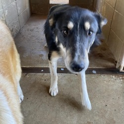 Photo of Lobo