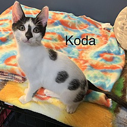Thumbnail photo of Koda #1