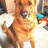 adopt a pet