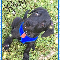 Thumbnail photo of Rudy #3