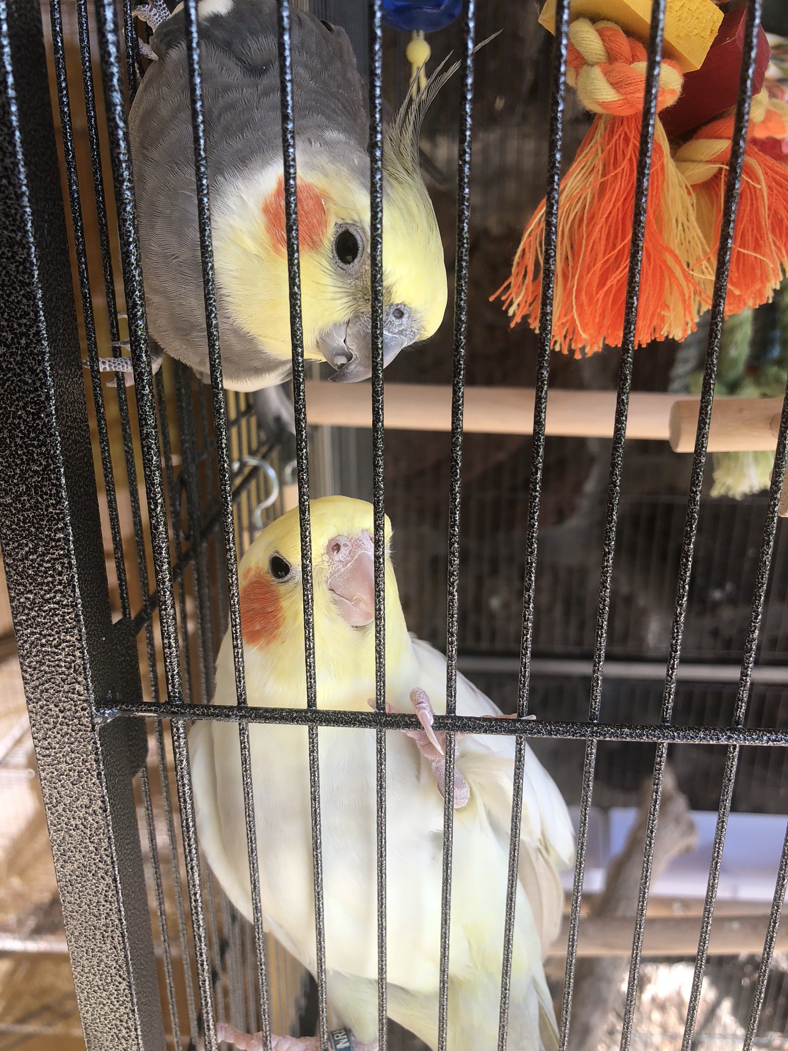 2 cockatiels
