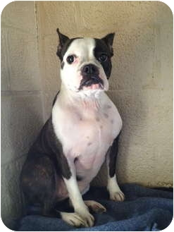 boston terrier english bulldog