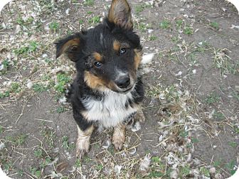 Wauseon Oh Australian Shepherd Meet Moose A Pet For Adoption Wauseon Oh Australian Shepherd Meet Moose A Pet For Adoption