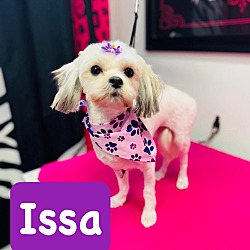 Thumbnail photo of Issa #1