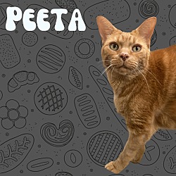 Thumbnail photo of Peeta Ma-lard #1